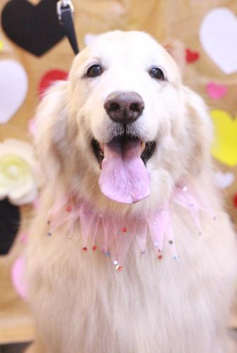 20230202みるくちゃん